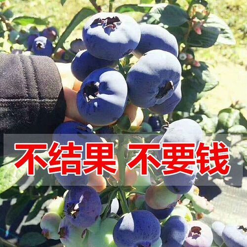 蓝莓苗特大带土阳台南方耐寒果树