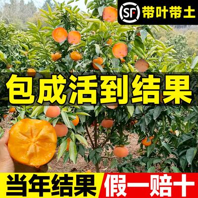 柿子苗树嫁接牛心脆甜果老