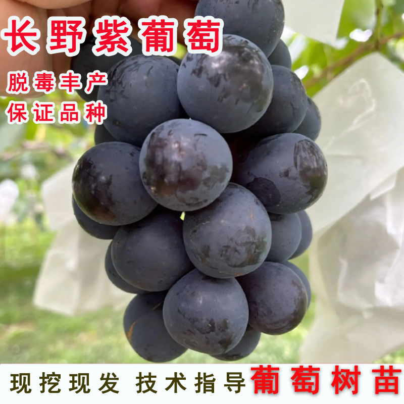 黑提甜葡萄树苗嫁接5b砧木