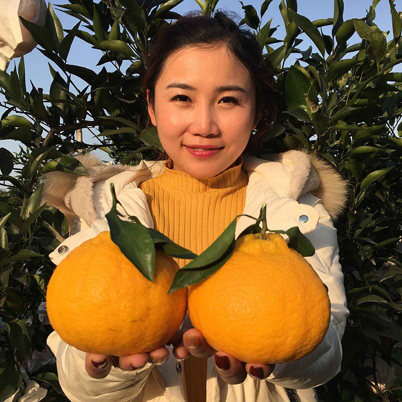 四川丑橘丑桔子树苗不知火蜜桔丑八怪砂糖椪柑苗橘子嫁接果树种植