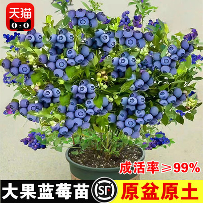 蓝莓树果苗南方北种植盆栽奥