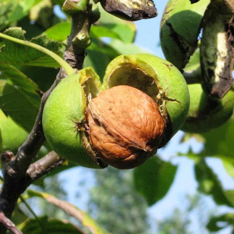 核桃苗8518嫁接苗薄皮核桃树幼苗南方北方种植当年结果四季果树苗