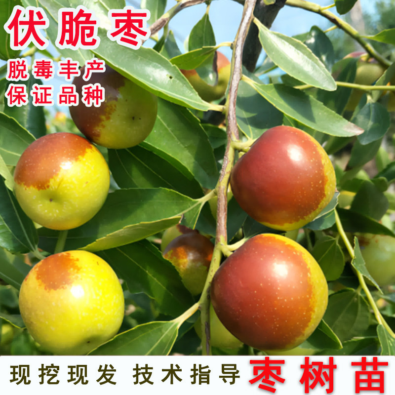 特大脆甜蜜枣苗枣树活苗88红嫁接伏脆蜜枣树苗冬枣果苗南北方种植