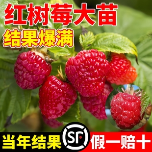 嫁接果树苗黑莓树苗树莓南方种植当年结果室内外庭院盆栽地栽水果