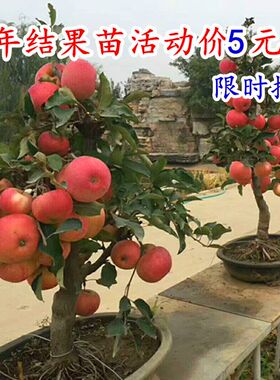 南北方种植阳台嫁接盆景树桩矮化