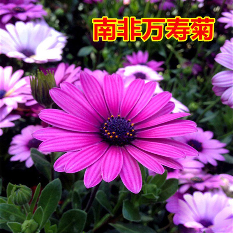 勋章菊种子 花卉阳台菊花花种子 四季易种活小皱菊 万寿菊矮小
