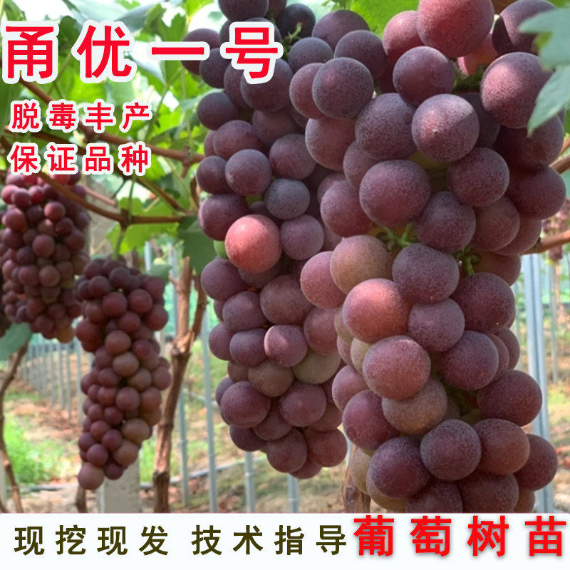 嫁接甬优一号葡萄树苖特大爬藤甜葡萄苗北南方种植当年结果果树苗