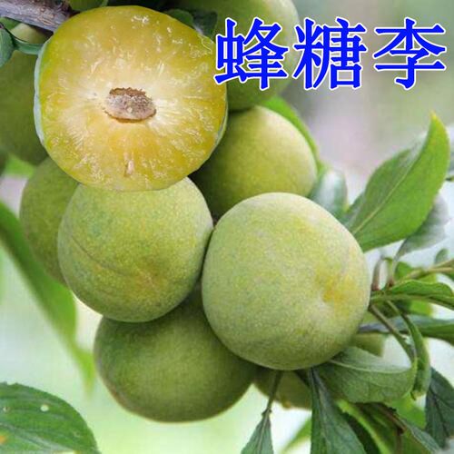 南方特大四川盆栽地栽李子树苗