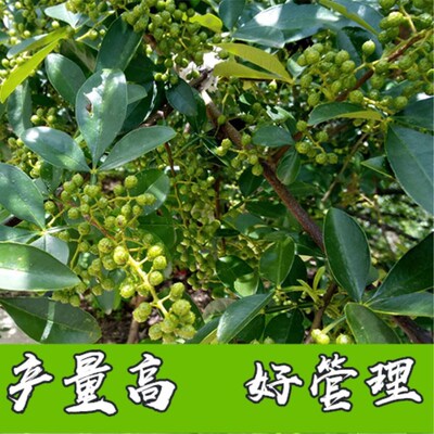 九叶青食用四川藤椒地栽果树苗