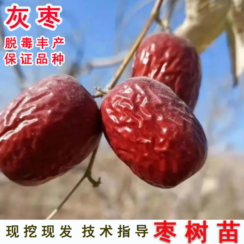 枣树活苗嫁接新疆若羌灰枣树苗吊干枣大红枣苗盆栽地栽南北方种植