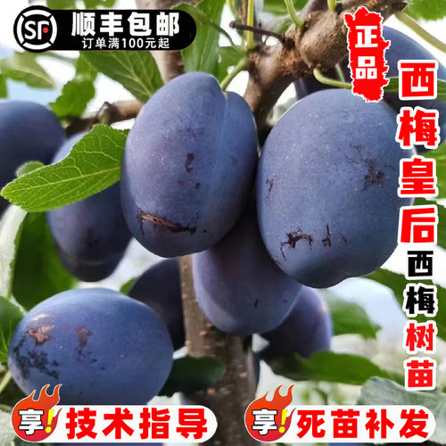 嫁接西梅皇后李子树苗耐寒