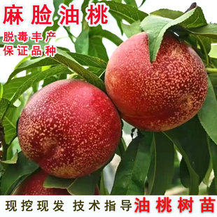 早熟6月成熟麻脸黄肉油桃树苗鲁油4号油桃苗麻点桃子苗南北方种植