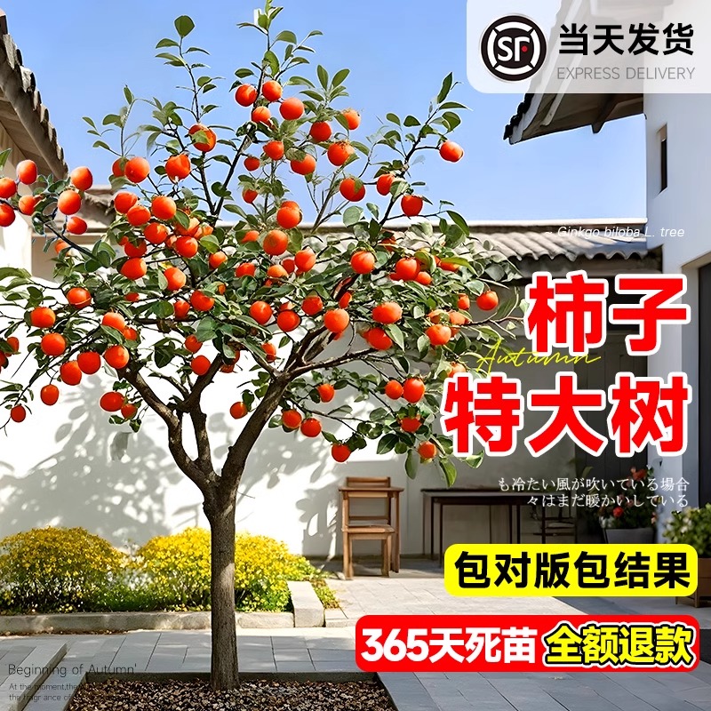 柿子苗树脆甜火晶红灯笼软