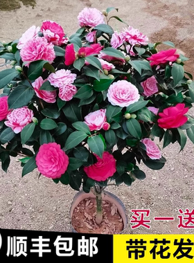 香妃山茶花盆栽带苞五色赤