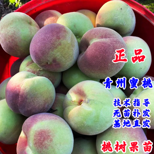 山东青州蜜桃树苗嫁接晚熟脆甜冬雪桃树苗南北方种植果树盆栽地栽