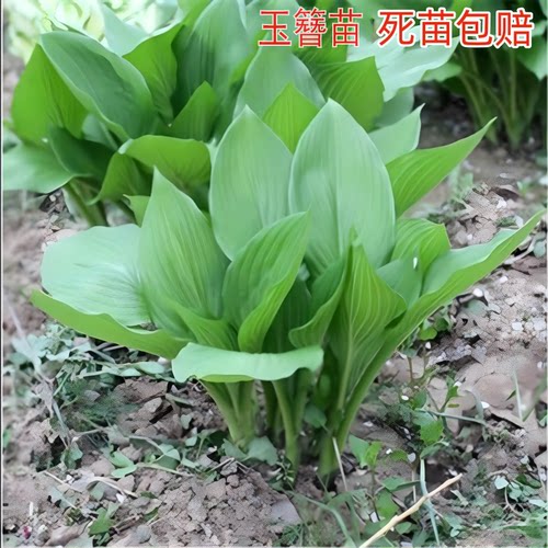 玉簪花苗盆栽卉植物庭院园