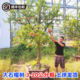 石榴树树苗特大带土球老桩盆栽地栽突尼斯软籽蒙阳大红袍庭院果树
