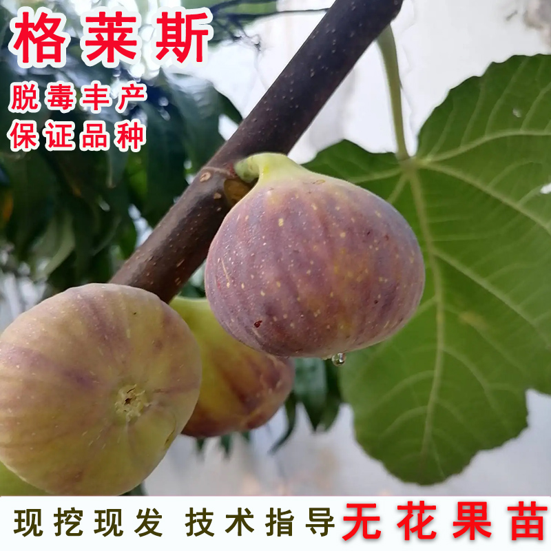 特大格莱斯无花果苗树砂糖