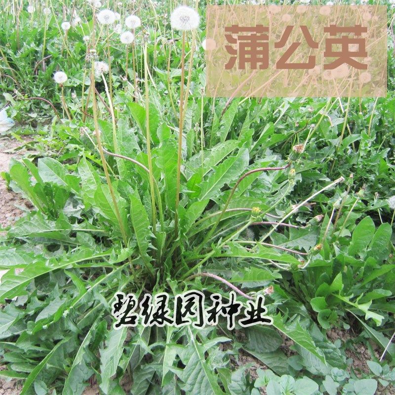 大叶蒲公英种籽四季蒲公草 食用野菜特菜婆婆丁种籽药用野菜种子