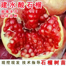 建水酸石榴树树苗特大甜盆栽庭院地栽石榴苗南方北方种植当年结果