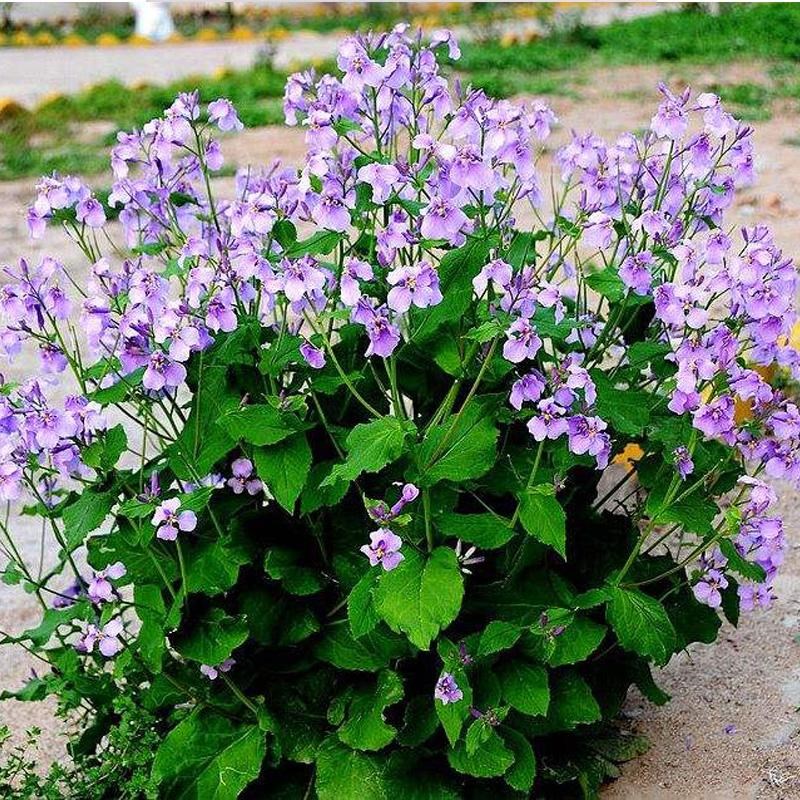 二月兰种子四季种植常年开花不断室内外阳台庭院盆栽花卉绿植种籽