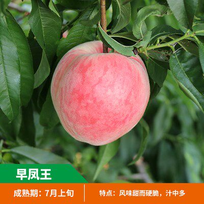 桃树苗 早凤王桃树苗 七月成熟 南方北方种植 当年结果 地栽 盆栽