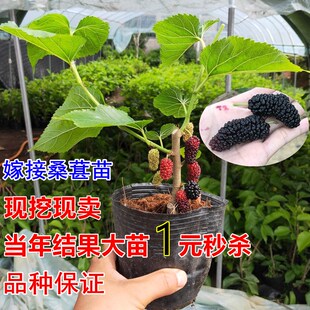 桑葚树苗桑树小苗果桑桑椹果树活苗盆栽嫁接南方种植北方当年结果