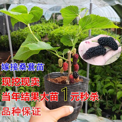 嫁接南方种植当年结果桑葚树苗