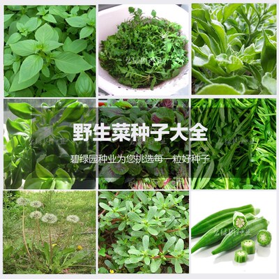 蒲公英马齿苋面条菜车前草荆芥