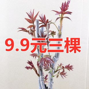 苗红油香椿苗盆栽地载使用红油绿油香椿苗树果树苗南北方种