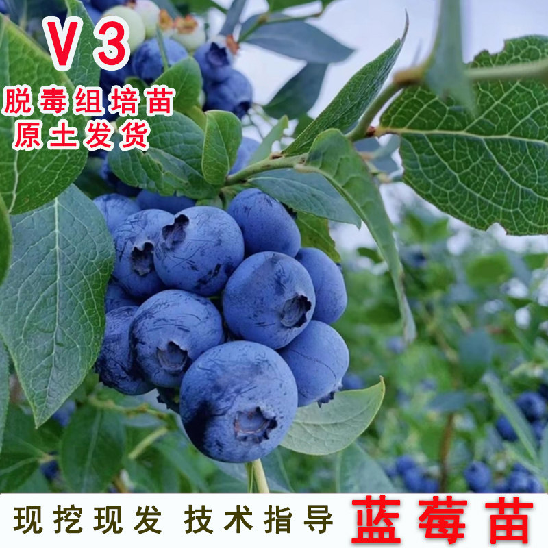 V3蓝莓苗四季梅树果室内外