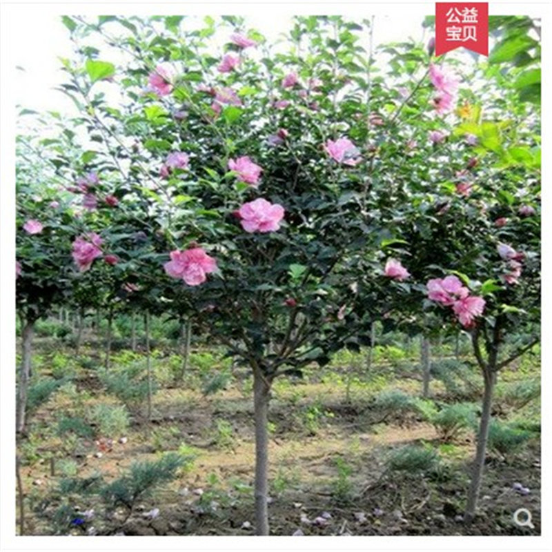木槿花苗重瓣南方北方盆栽地栽图片