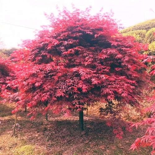 红枫树苗日本舞姬中国三季