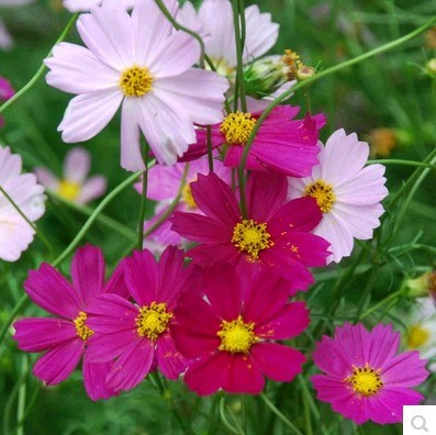 格桑花波斯菊种子野花组合四季开花不断易活庭院室外花卉花种籽子