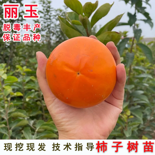 特大日本脆甜柿子苗树丽玉柿子树苗庭院盆栽地栽柿树接穗当年结果