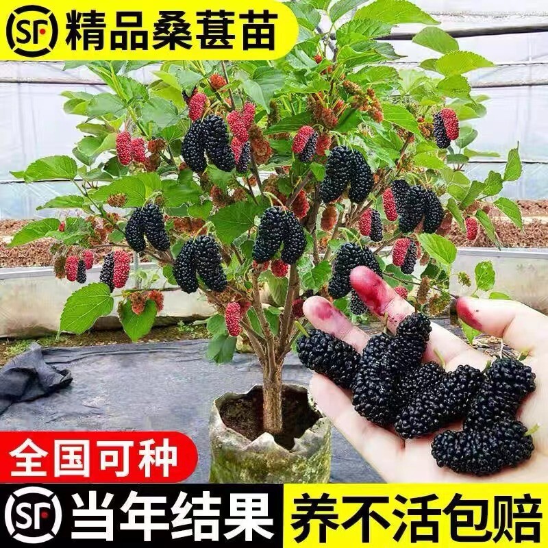 桑葚树苗果树果苗嫁接庭院地栽南北方种植桑树当年结果长果无籽