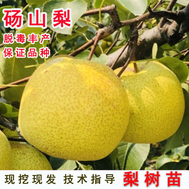 砀山梨树果苗安徽大脆甜酥