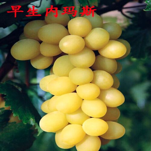 葡萄苗果树果苗树苗葡萄树种植
