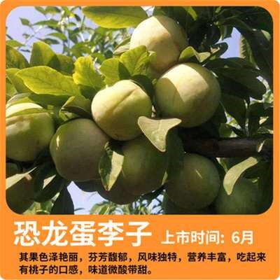 恐龙蛋李子苗树 嫁接苗特大树苗脆骨脱骨李子苗南北方种植
