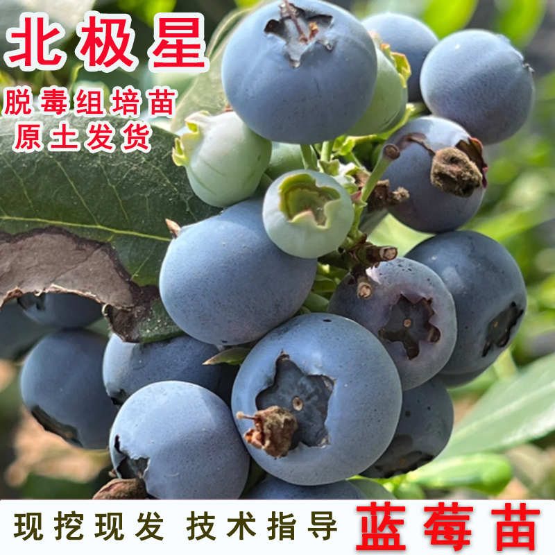 北极星蓝莓树果苗耐寒早熟