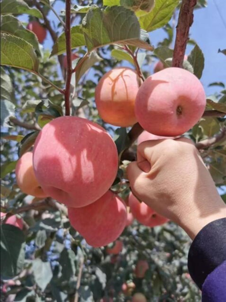 矮化苹果树苗地栽红肉红富士苹果南方北方种植盆栽果树苗当年结果