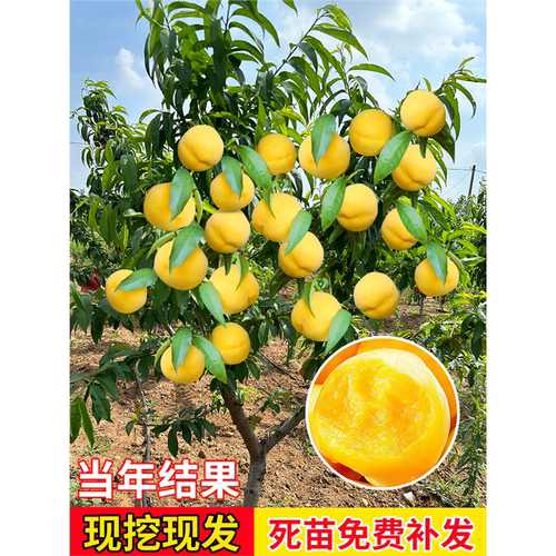 桃树果苗黄苖庭院盆栽水蜜