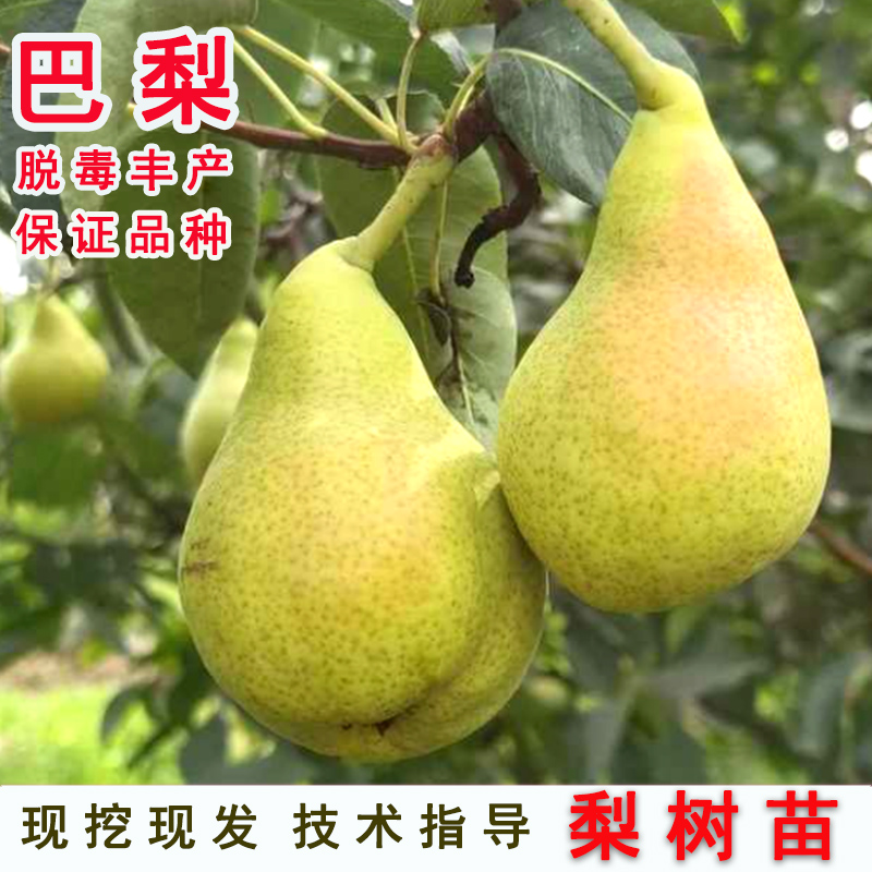 嫁接巴梨树苗太婆香蕉大脆