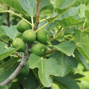 无花果树苗威海青皮无花果苗当年结果盆栽地栽南方北方种植果树苗