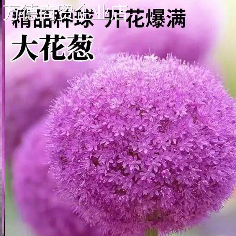 当年耐寒耐冻葱花花卉的养懒人大花耐热种四季大花盆栽葱球适合。