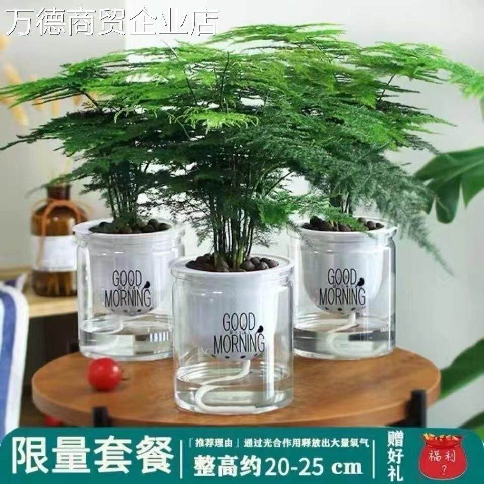常带盆栽文竹绿植客厅四季松云竹室内植物盆大苗花卉盆景水培文。