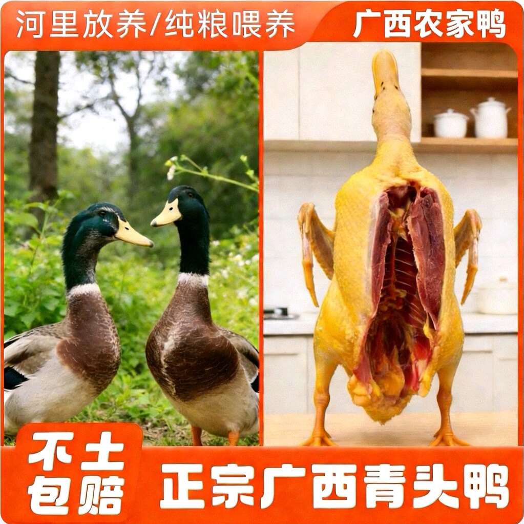 正宗广西农家散养青头鸭土鸭老鸭新鲜现杀水鸭麻鸭绿头野鸭子