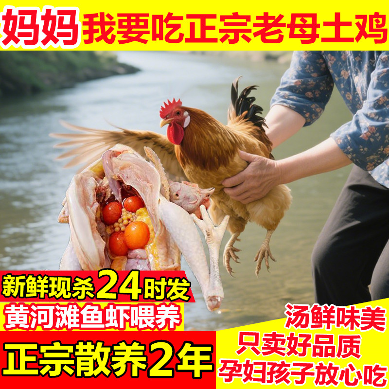 新鲜现杀整只老母鸡坏单包赔