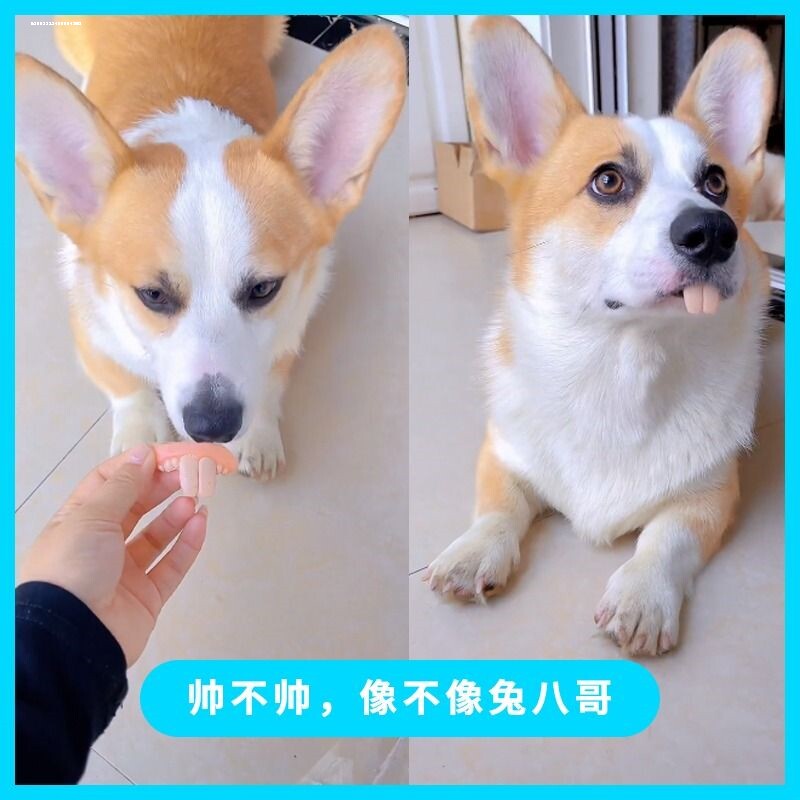 宠物柯基狗狗假牙玩具兔子门牙龅牙土拨鼠假牙套抖音同款搞笑整蛊