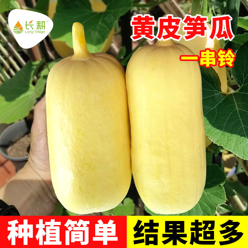 黄皮大笋瓜种子南瓜白玉瓜角瓜种籽高产春夏秋季四季吊瓜蔬菜种孑